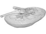 Kidney Interior 3D Model