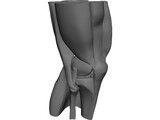 Knee 3D Model preview