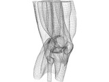 Knee 3D Model