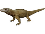 Komodo Dragon 3D Model preview