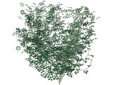 Laburnum Alpinum 3D Model preview