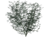 Laburnum Alpinum 3D Model