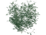 Laburnum Alpinum 3D Model