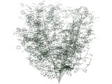 Laburnum Alpinum 3D Model
