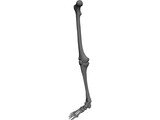 Leg Bone Female Right 3D Model preview