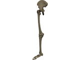 Leg Bone Right 3D Model preview