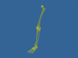 Leg Bone 3D Model