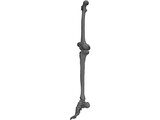 Leg Right 3D Model