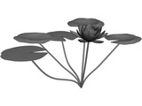 Lilly Water 3D Model preview