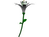 Lily 3D Model preview