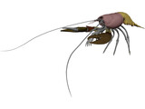 Lobster (Homarus Gammarus) 3D Model preview