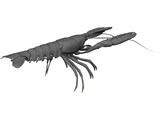 Lobster (Nephrops Norvegicus) 3D Model preview