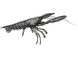 Lobster (Nephrops Norvegicus) 3D Model