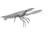 Lobster (Nephrops Norvegicus) 3D Model