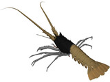 Lobster (Palinurus Elephas) 3D Model