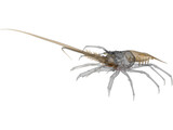 Lobster (Palinurus Elephas) 3D Model