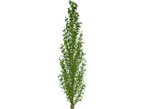 Lombardy Poplar (Populus Nigra) 3D Model preview