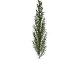 Lombardy Poplar (Populus Nigra) 3D Model