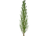 Lombardy Poplar (Populus Nigra) 3D Model