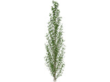 Lombardy Poplar (Populus Nigra) 3D Model