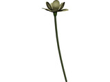 Lotus Flower (Nelumbo Lutea) 3D Model preview
