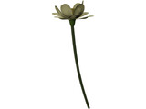 Lotus Flower (Nelumbo Lutea) 3D Model