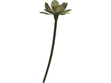 Lotus Flower (Nelumbo Lutea) 3D Model