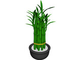 Lucky Bamboo 3D Model preview
