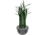 Lucky Bamboo 3D Model