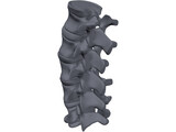 Lumbar Spine 3D Model