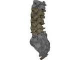 Lumbar Vertebrae Sacrum And Coccyx 3D Model