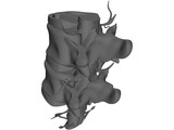 Lumbar Vertebrae 3D Model