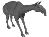 Macrachenia 3D Model