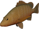 Mangrove Red Snapper 3D Model preview