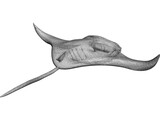 Manta Ray 3D Model