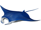 Manta Ray 3D Model preview