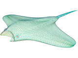 Manta Ray 3D Model