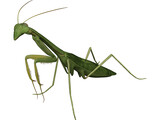 Mantis Praying 3D Model preview
