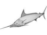 Marlin 3D Model