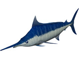 Marlin Blue 3D Model preview
