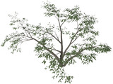 Mesquite Tree 3D Model