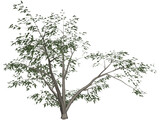 Mesquite Tree 3D Model