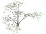 Mesquite Tree 3D Model