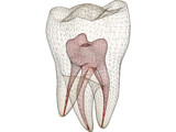 Molar 3D Model