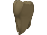 Molar 3D Model