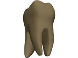 Molar 3D Model