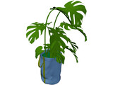 Monstera Deliciosa 3D Model
