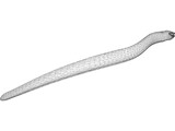 Moray Eel 3D Model