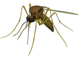 Mosquito 3D Model preview