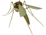 Mosquito 3D Model
